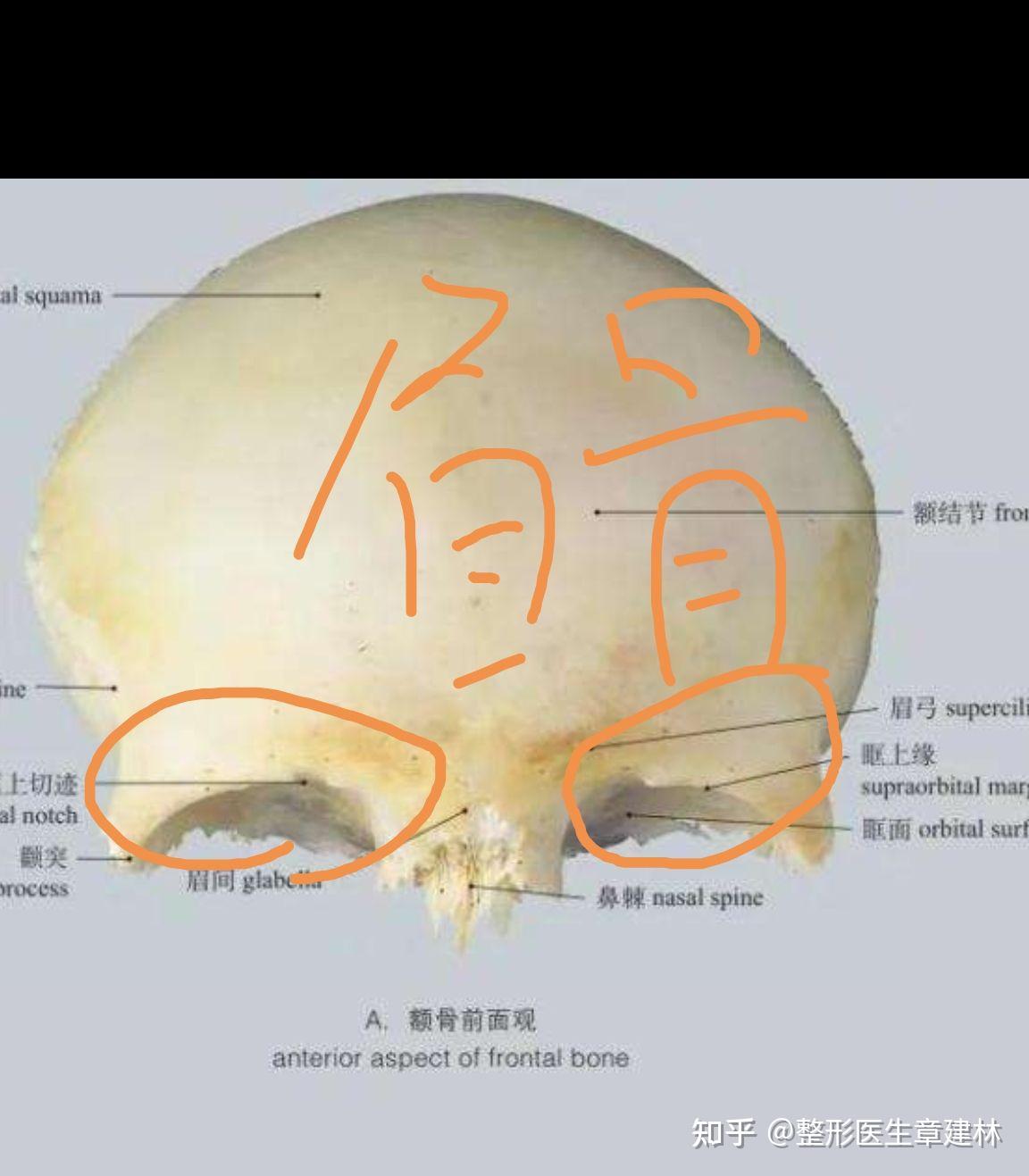 眉毛和额头中间的那部分骨头是眉骨吗