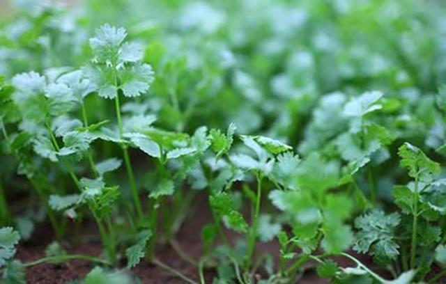 香菜根结线虫有什么特效药香菜根结线虫用什么药效果好香菜根结线虫用
