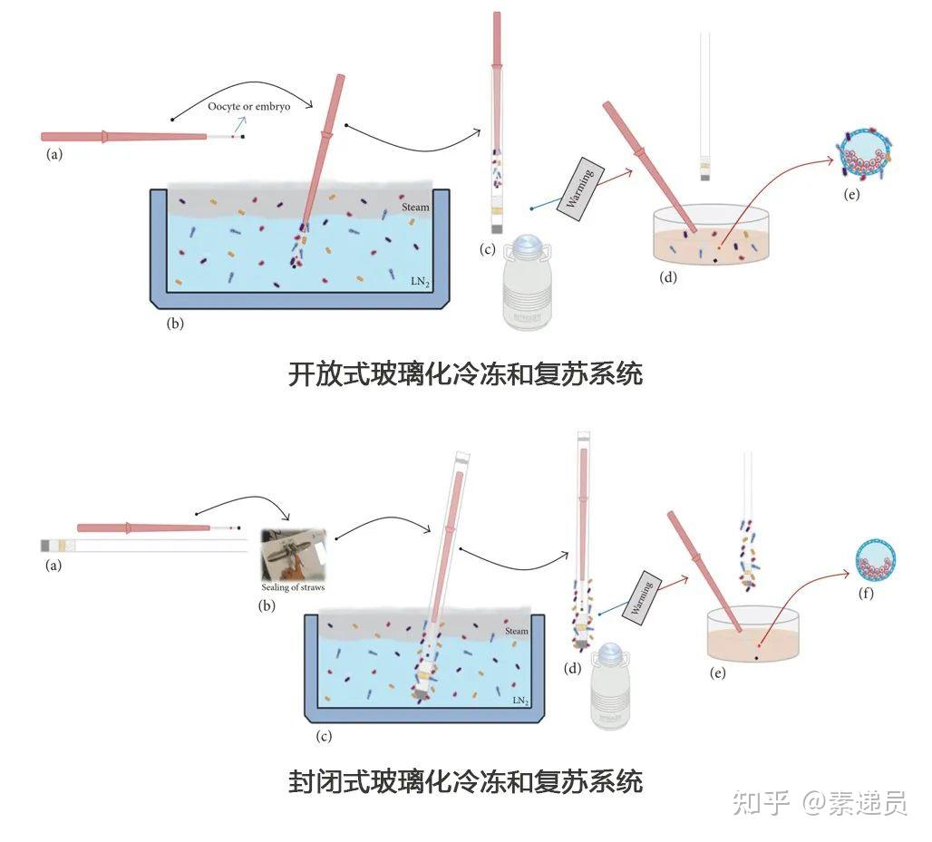 从郑州暴雨引发的郑大一附院数万个冷冻胚胎告急事件说起,揭开胚胎