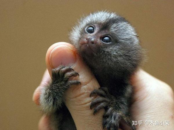 自然界最小动物百晓生个头排行榜之猴小哥侏儒狨猴