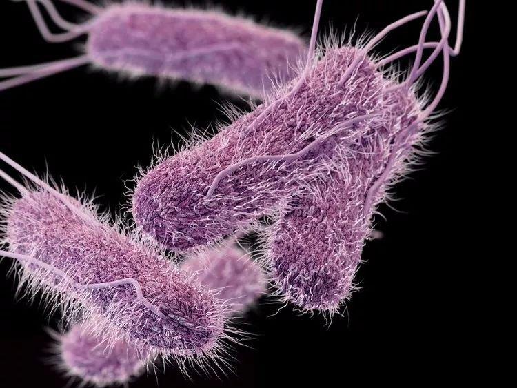 感染沙门氏菌的人或带菌者的粪便污染食品,可使人发生食物中