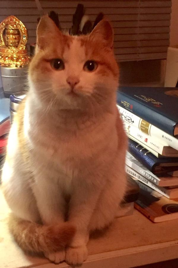 为什么会有橘猫容易长成胖子的说法?