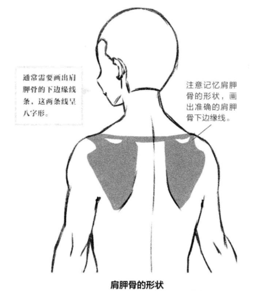 动漫人物肩膀画法教程