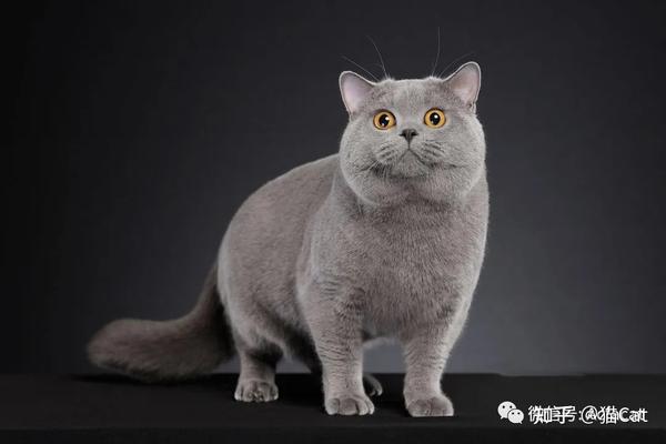 british shorthair 英国短毛猫