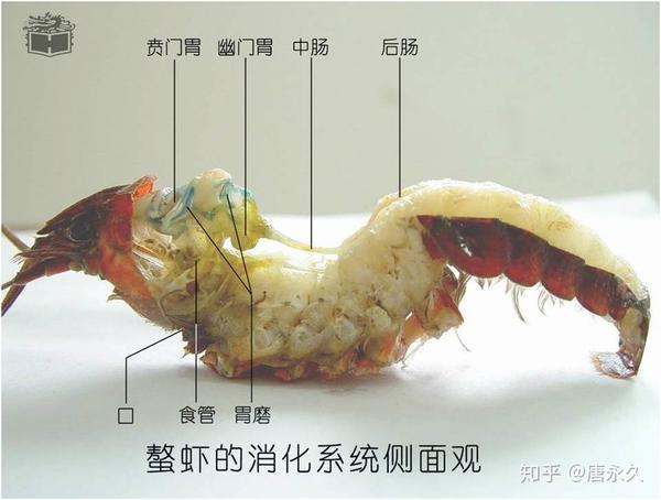 虾稻模式的优势 小龙虾(学名: procambarus clarkii):也称克氏原螯虾