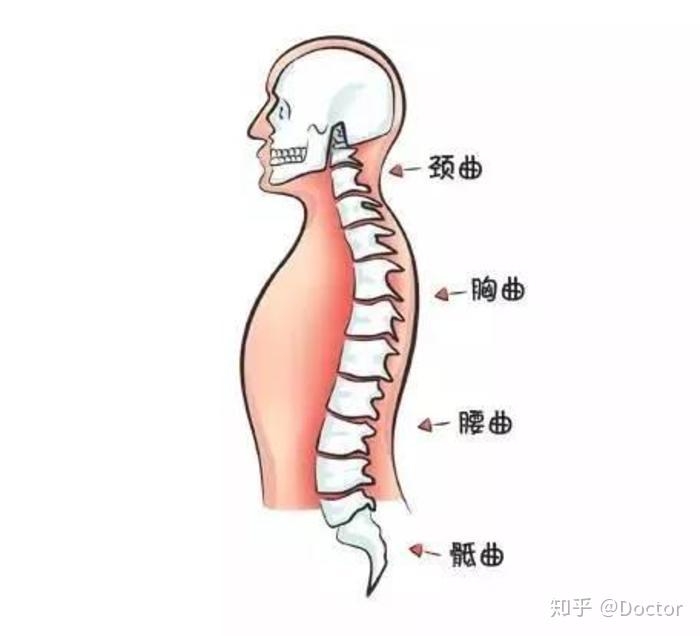 颈椎生理曲度消失是怎么还回事?能恢复吗?