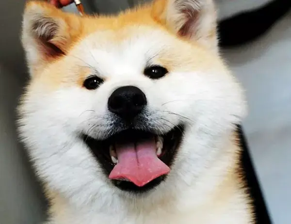 秋田犬的表情一般比较憨厚,萌萌哒.它们一般是这样
