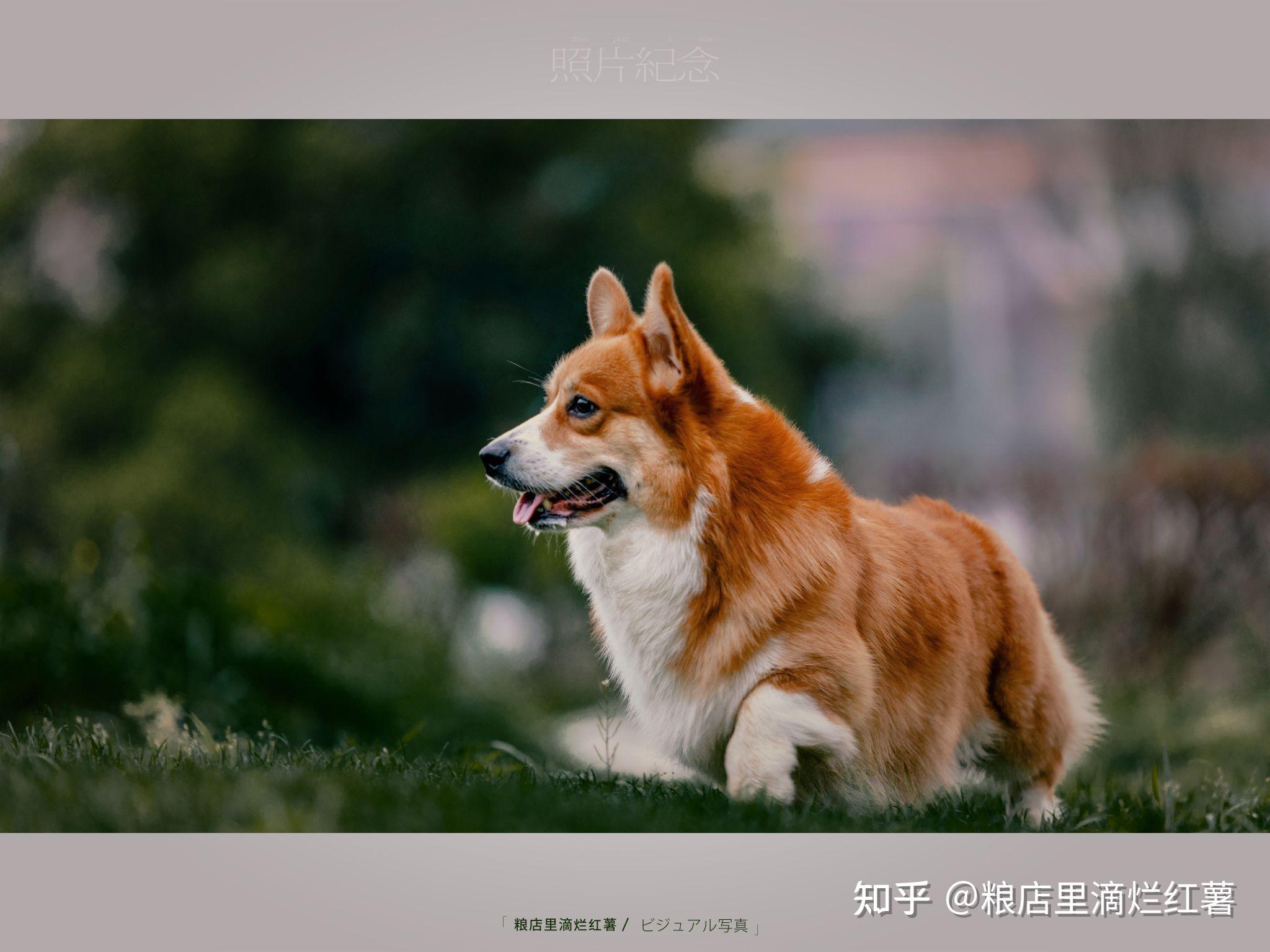 图片三只柯基算不算好的品相.