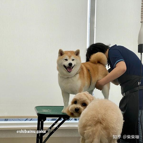 柴犬除了五官的要求白手套和豆豆眉竟然也有讲究