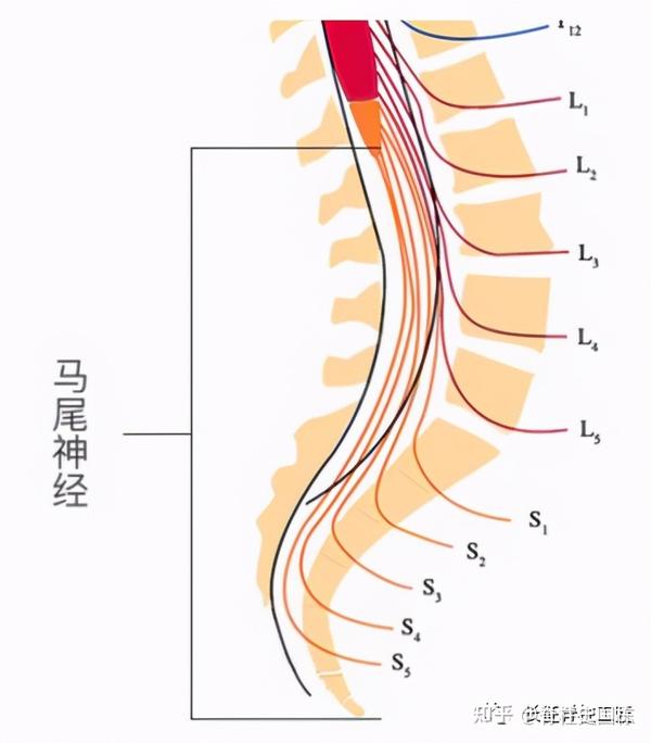 马尾神经是脊髓和周围神经的桥梁,脊髓的末端一般位于第2腰椎水平