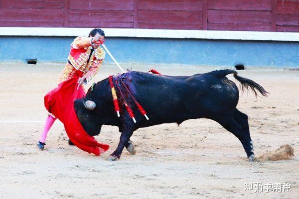 这时斗牛士本人或其助手会用十字剑或短剑匕首刺中牛的中枢神经部位让