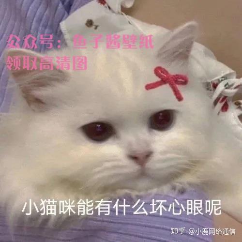 小熊猫能有什么坏心眼小鸟能有什么坏心眼小猫咪能有什么坏心眼