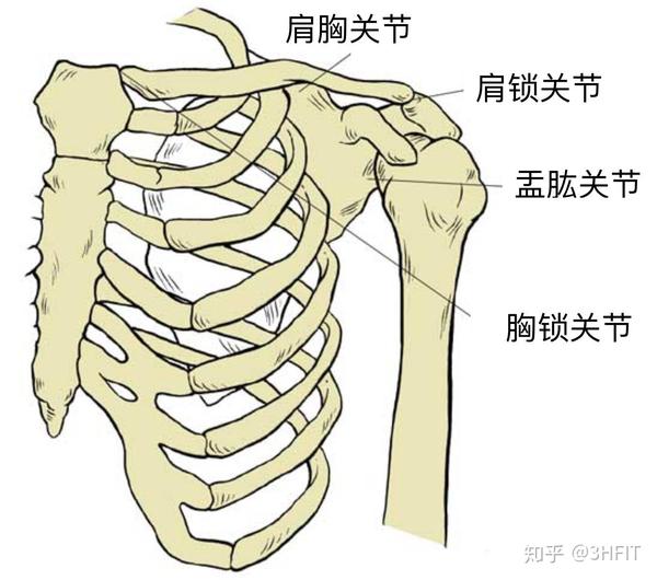 肩锁关节(ac):锁骨远端与肩胛骨肩峰突的交汇点.