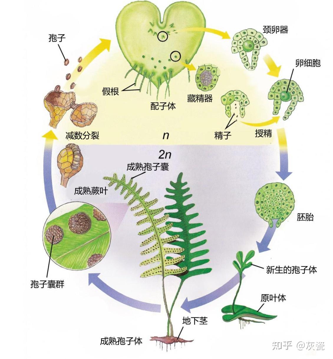 芽孢和孢子的区别是什么