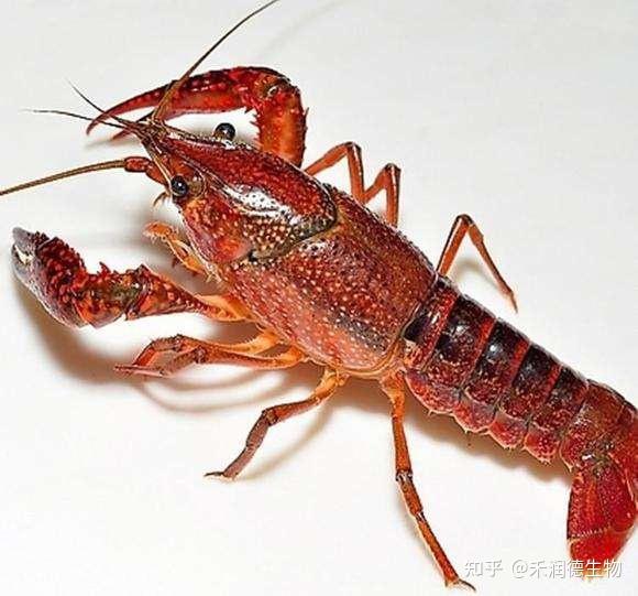 克氏原螯虾小龙虾养殖中常用的诱食剂有哪些