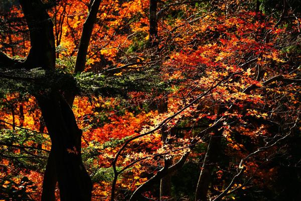 60年前的王女之死 —— 天城山殉情