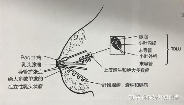 乳段(乳腺叶结构)——乳腺导管-小叶系统