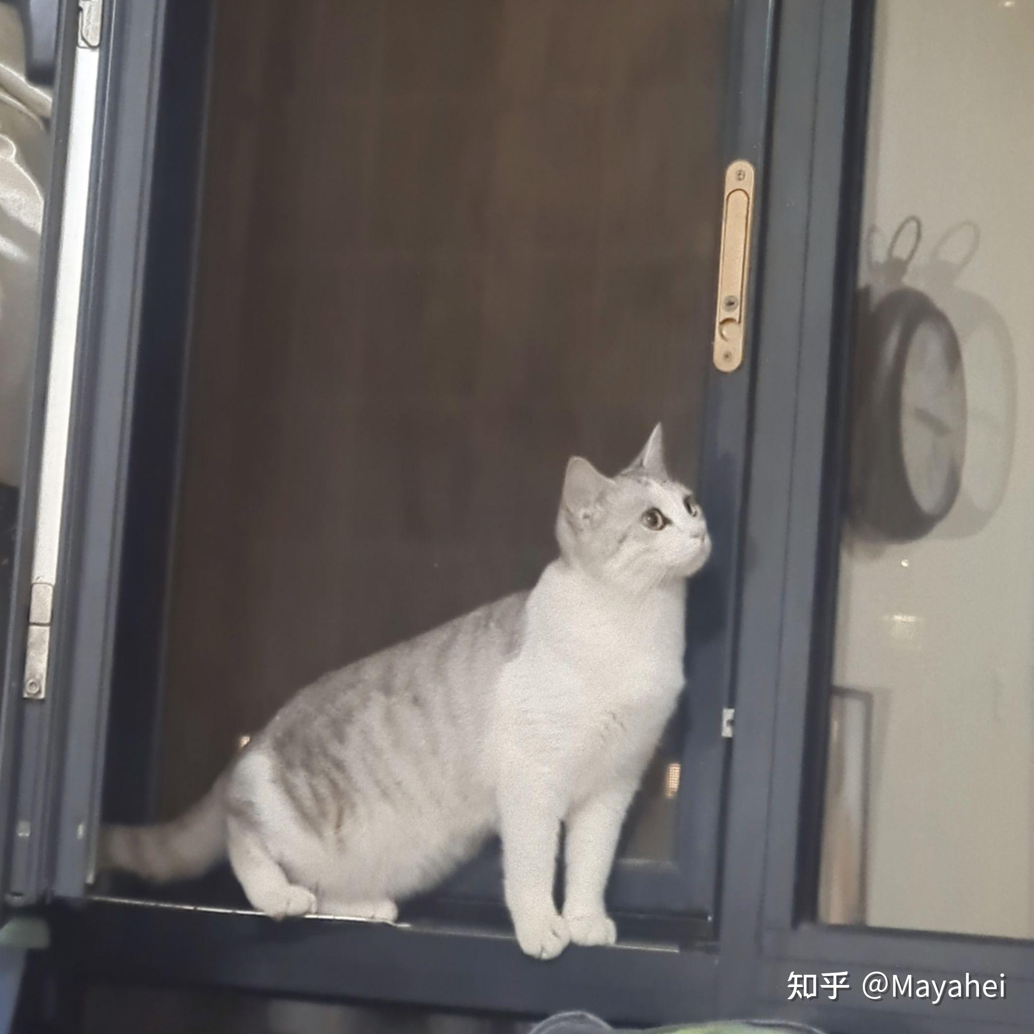 银渐层和田园猫会生出什么样子的小猫