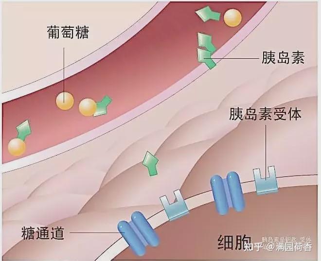 胰岛素抵抗和胰岛素抵抗综合征 知乎