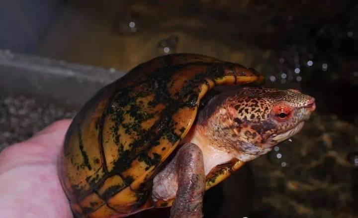蛋龟——斑纹泥龟