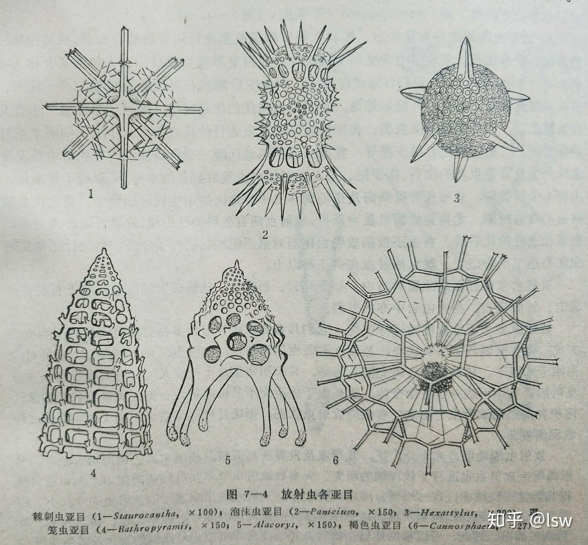 白垩纪放射虫包含生存到现代的泡沫虫亚目(spumellina,轮虫亚目