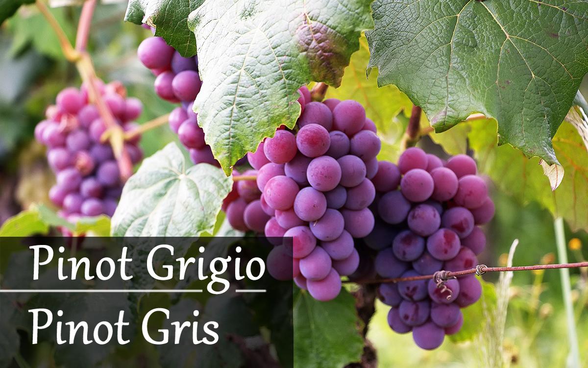 灰比诺:pinot gris vs pinot grigio