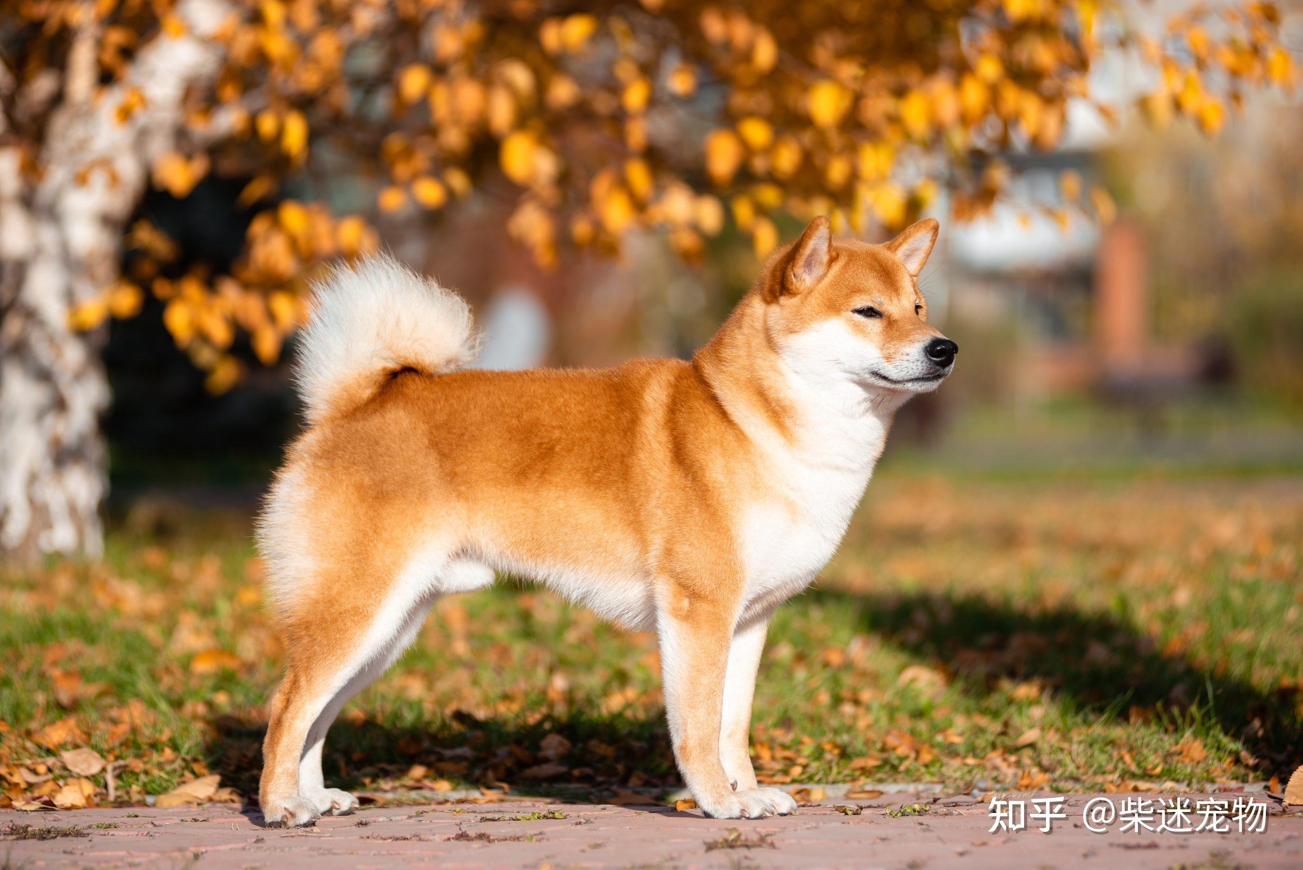 柴犬的价格为什么会那么贵犬舍主要成本的分析