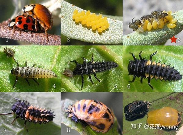 瓢虫的全变态一生,1,9成虫;2卵;3~7各龄期幼虫;8蛹(网图)