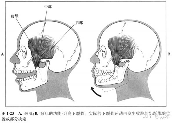 两侧收缩拉下下颌骨向前(张口),单侧收缩拉下颌骨向对侧 翼外肌在