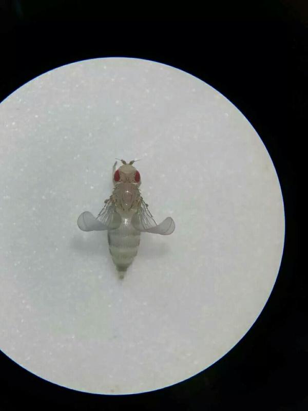 这就是一只出生大概2小时的红眼卷翅雌果蝇