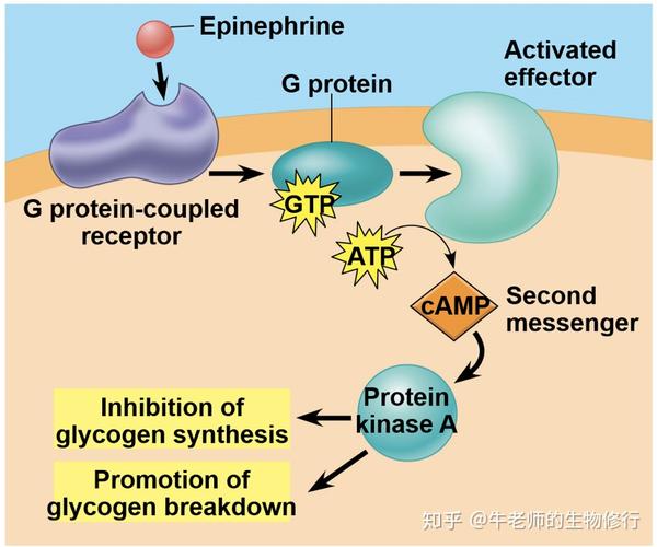 再见cellsignaling