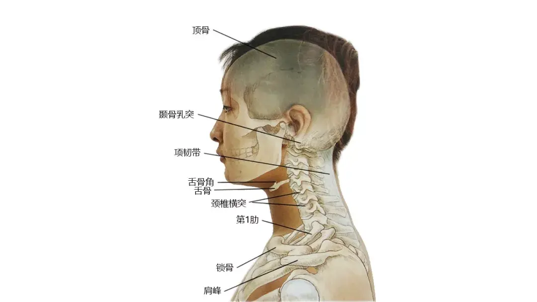 头颈后的骨骼:头颈前侧肌肉:头颈侧面肌肉:斜角肌及侧颈部解剖:头项