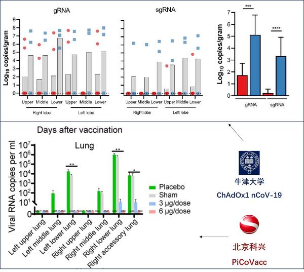 牛津大学腺病毒载体新冠疫苗动物试验真实数据揭秘