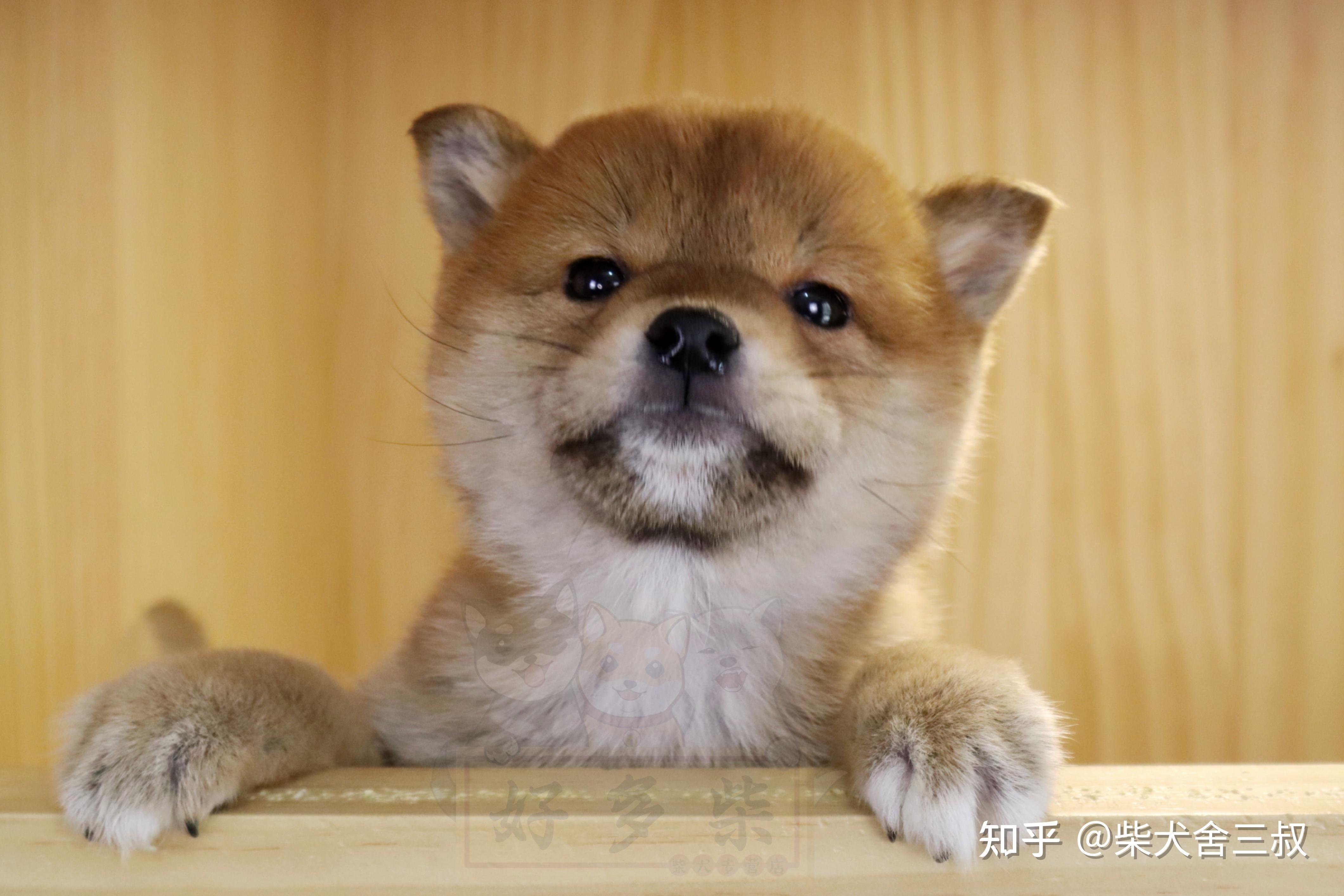 柴犬百科小柴犬吃自己的便便该怎么办呢