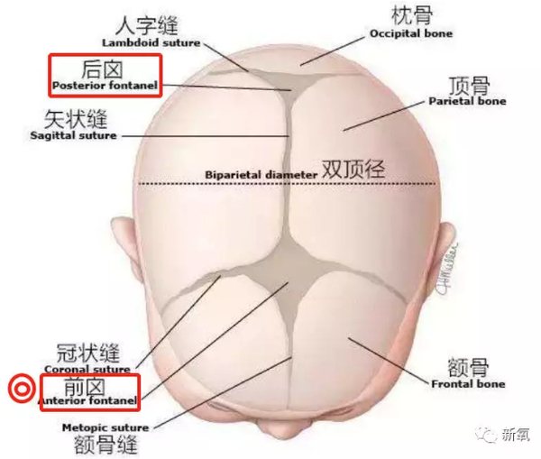 也就是说如果你小时候(尤其是5岁后)觉得自己头尖尖,颞部窄窄,之后也