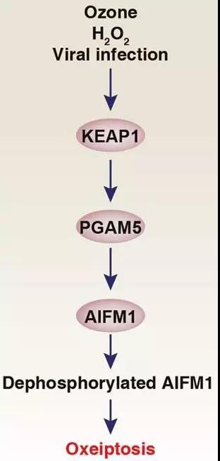 过度活化的keap1可以nfe2l2非依赖性方式介导h2o2诱导的oxeiptosis