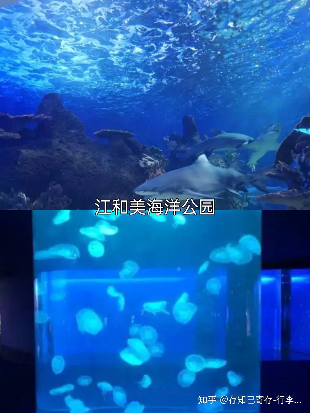 73一起去江和美海洋公园,在水母宫殿的变色灯光下 拍摄背影照片73