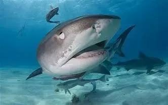 巨大的居氏鼬鲨(图片来自网络)