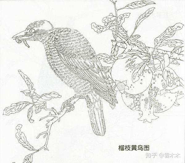 宋小品国画工笔,绘画步骤图《榴枝黄鸟图 》 尺寸:35×35cm