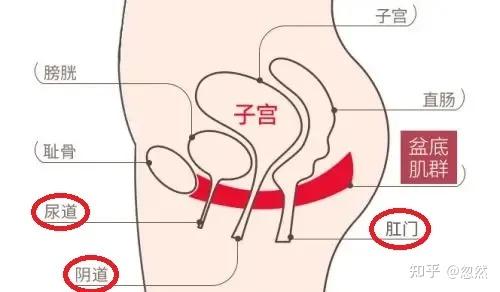 1,找错入口女性的生理结构有三个通道:尿道,yin道,肛门.