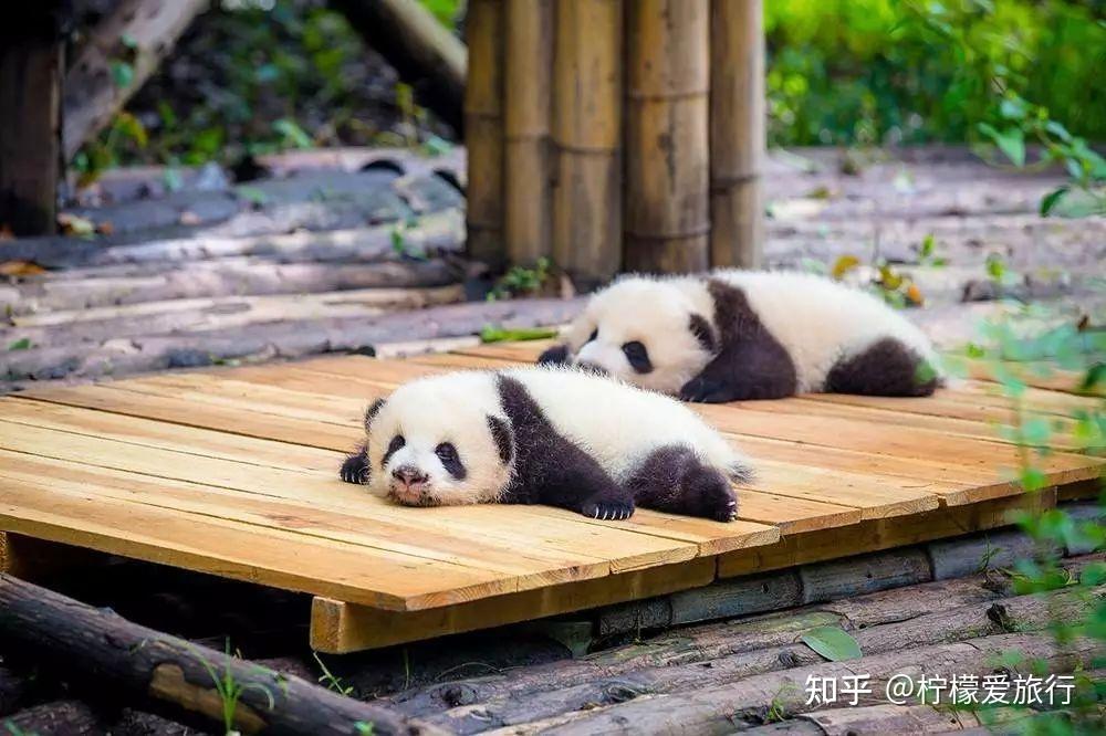成都有哪些值得打卡的胜地