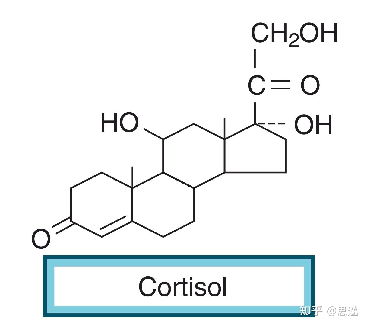 探索内分泌学常用合成皮质类固醇比较