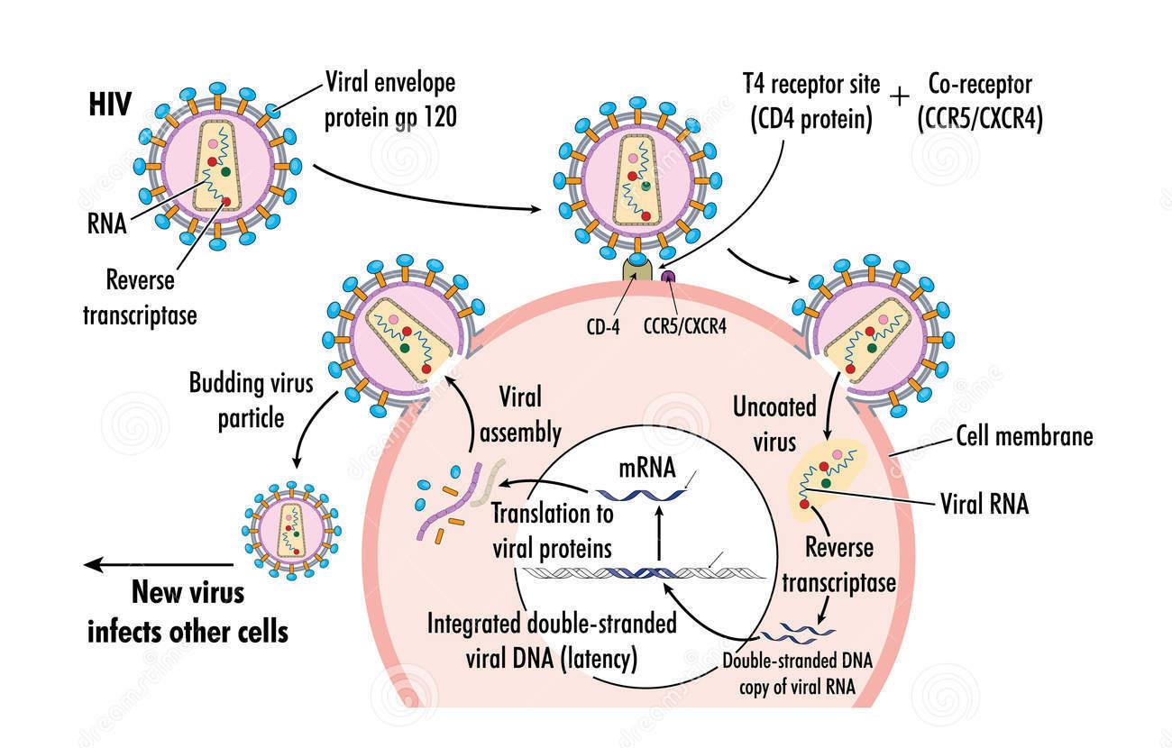 病毒感染人体的过程和免疫系统的应对方式