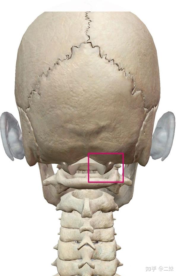 寰枢关节:由颈椎c1寰椎与c2枢椎组成;寰枢关节的运动为垂直轴旋转45度