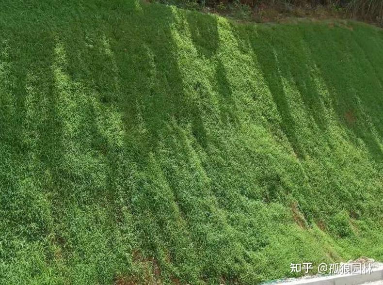 护坡草坪植物有很多,它们的生长速度快,根系发达,能很好的固土护坡