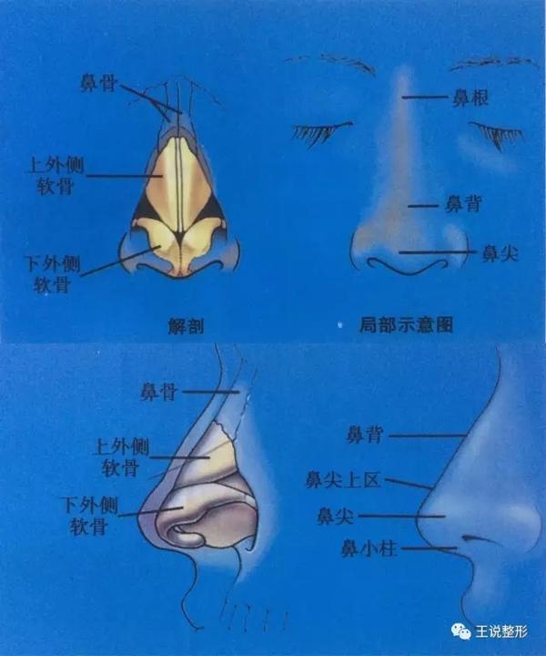 鼻部解剖示意图(图片来自《达拉斯鼻整形术》)
