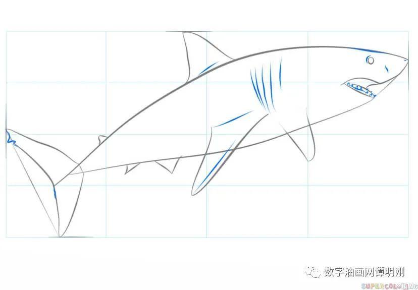 小学美术绘画活动教案教美术网教你如何画动物如何绘制锤头鲨简笔画