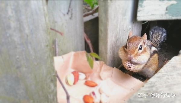 (视频)又来了花栗鼠