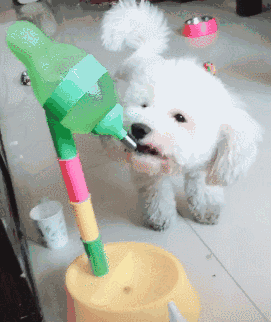 狗妈不让狗爸看狗崽狗爸怂到不停喝水差点没撑死