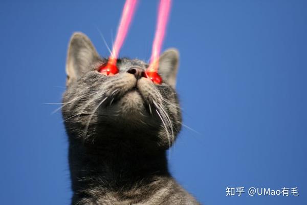 激光笔这种逗猫神器其实你从来没用对过